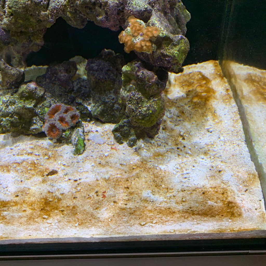 How to get rid of Dinos from your reef tank