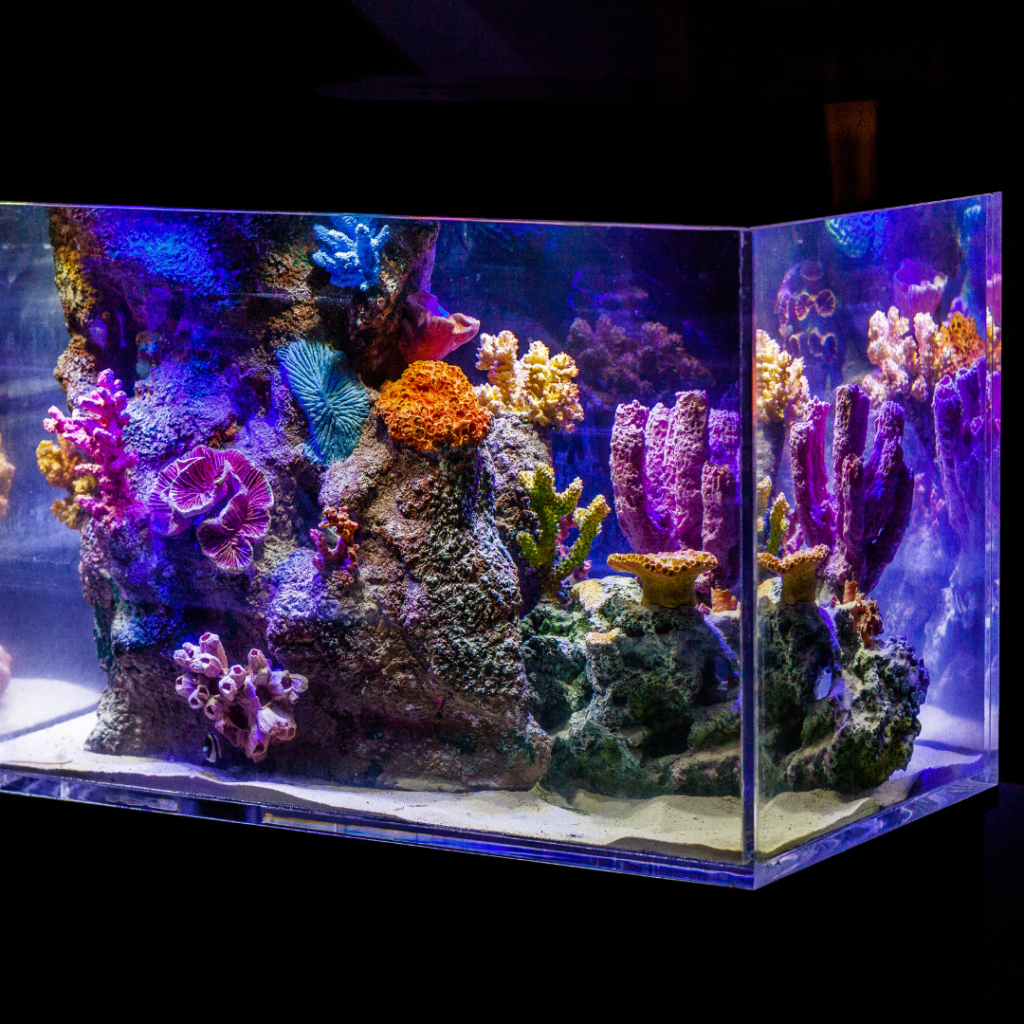 how long does it take to cycle a saltwater tank