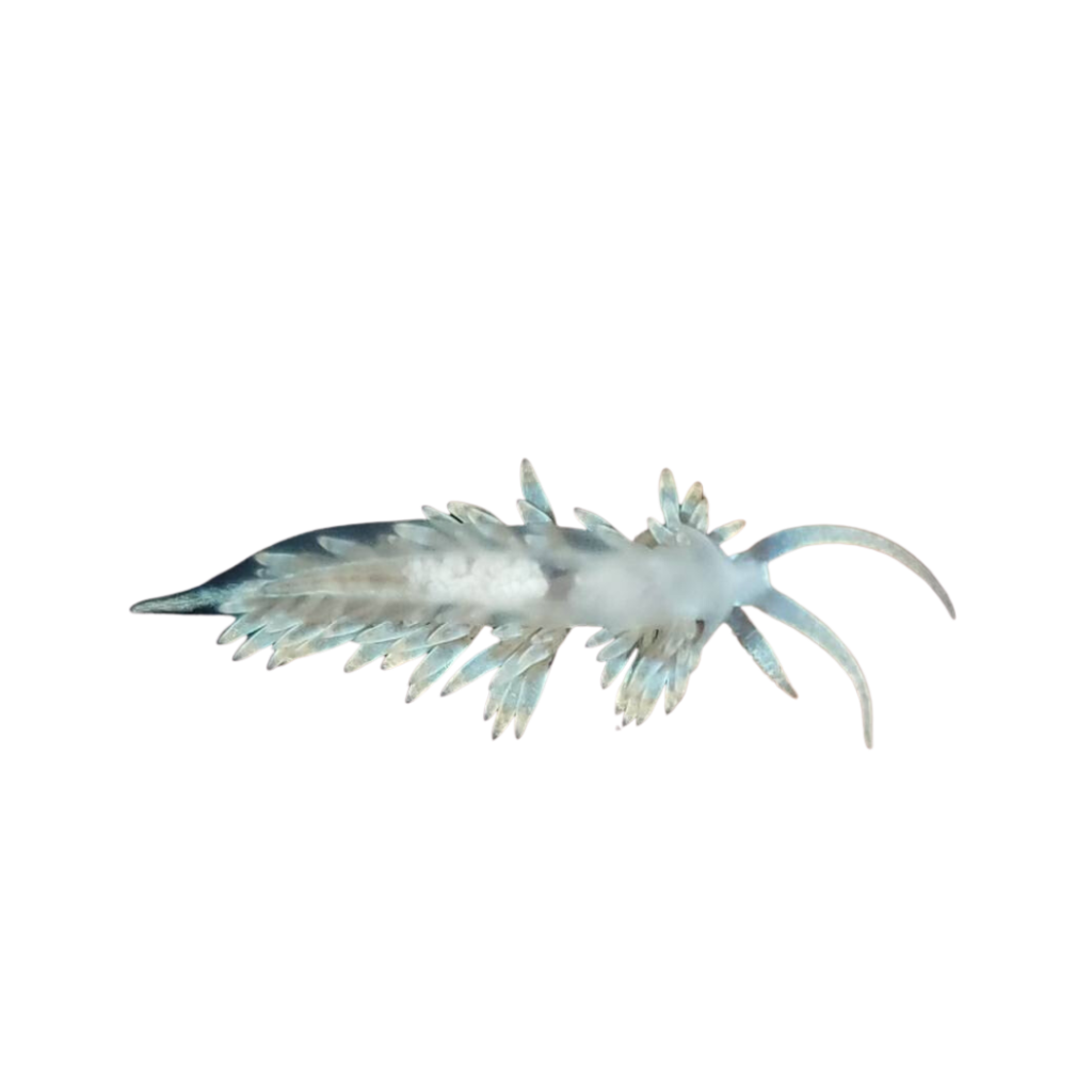 berghia nudibranch 