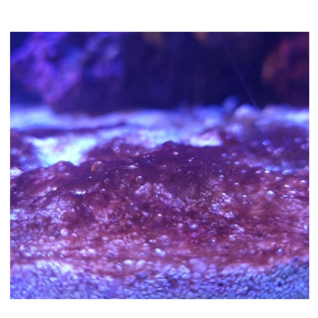 saltwater algae types cyano