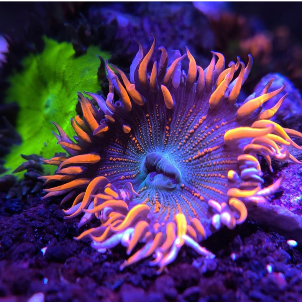 rock flower anemone