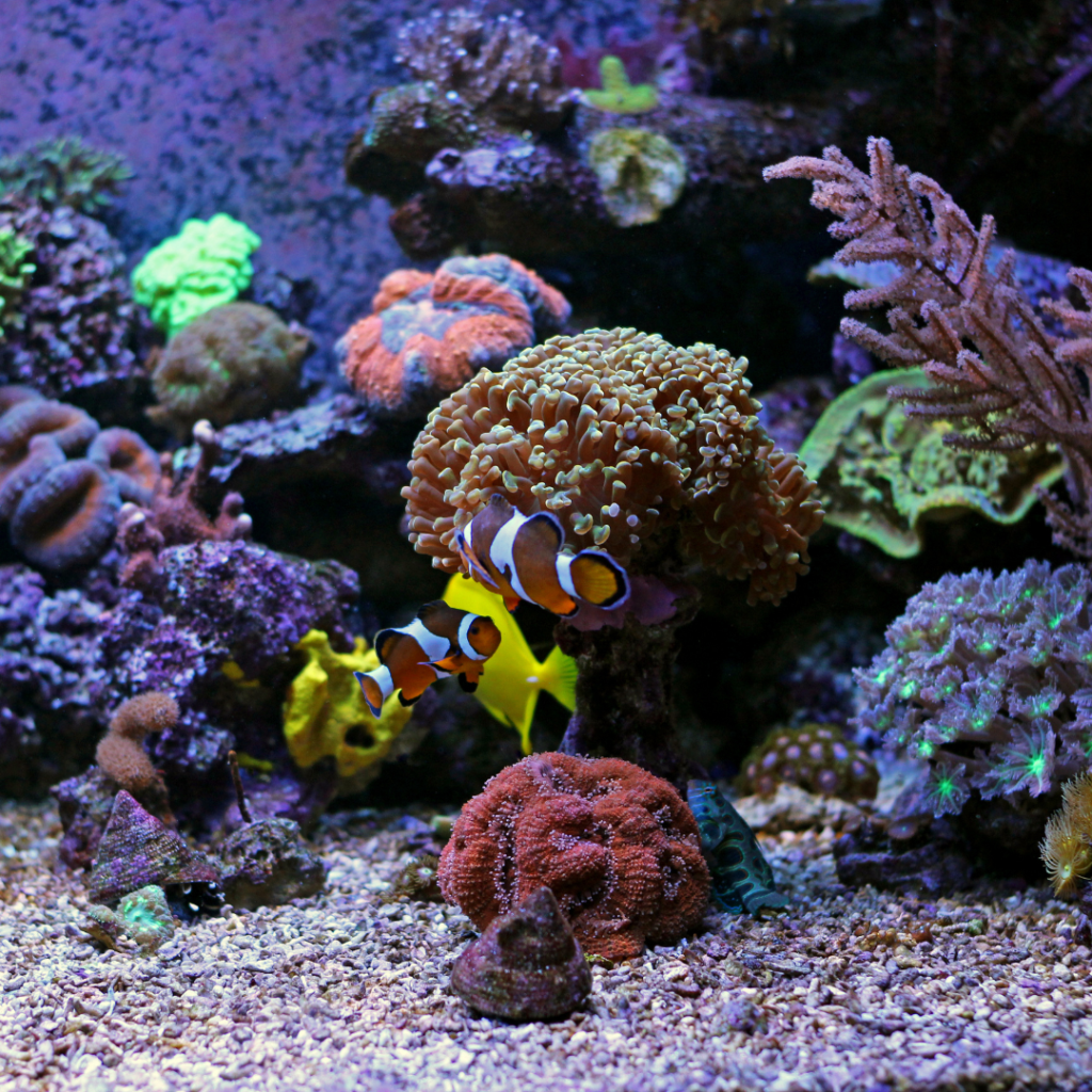 Are filefish reef safe