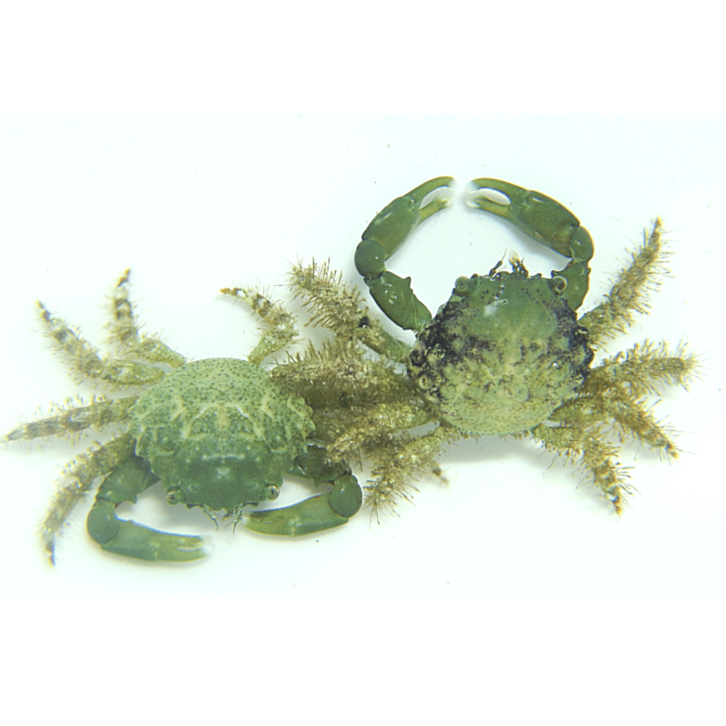 bubble algae eating emerald crab