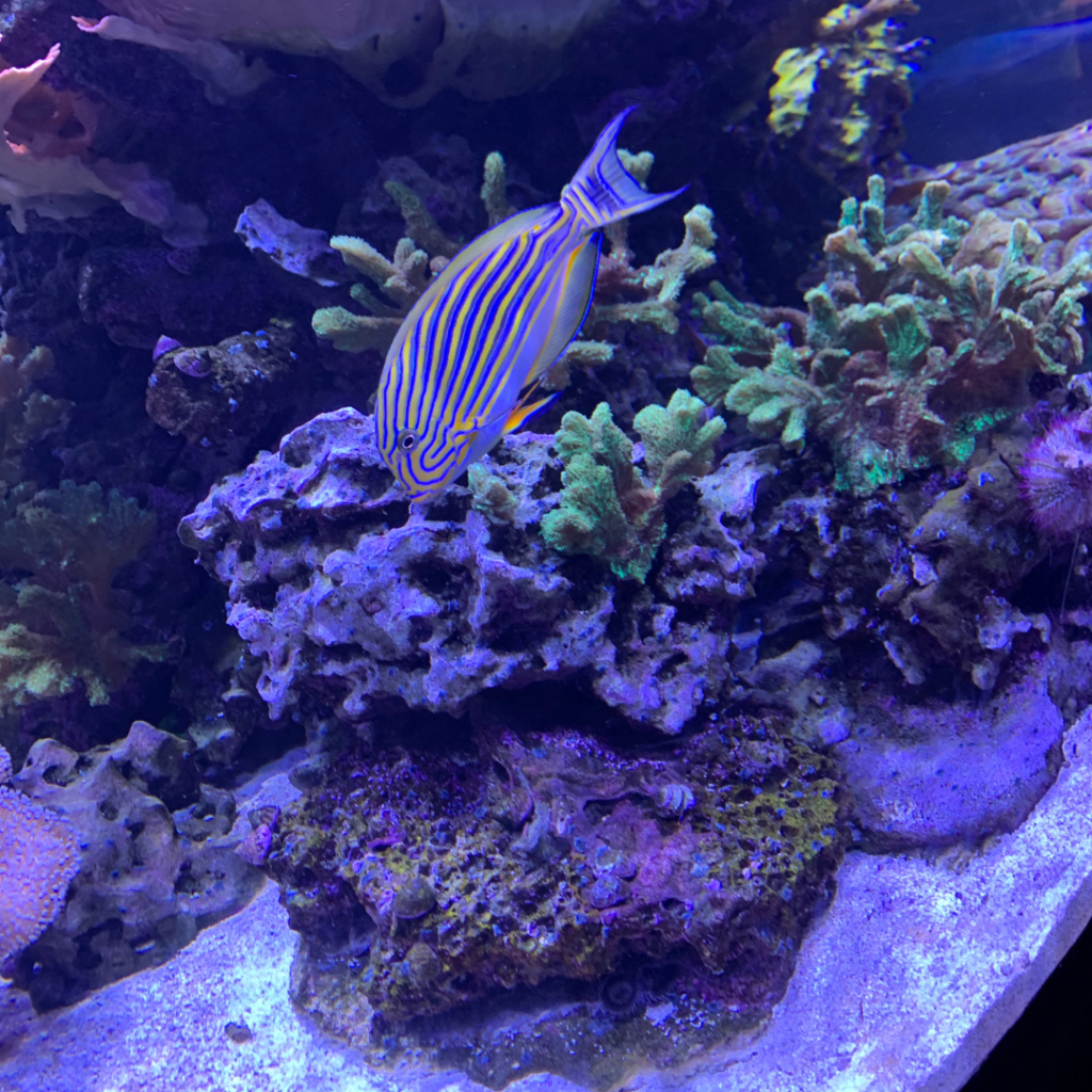 How Long Does It Take to Cycle a Saltwater Tank?