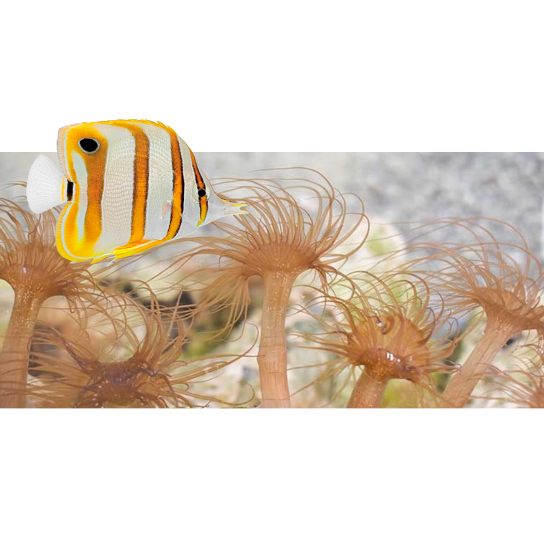 How to get rid of Aiptasia Anemones