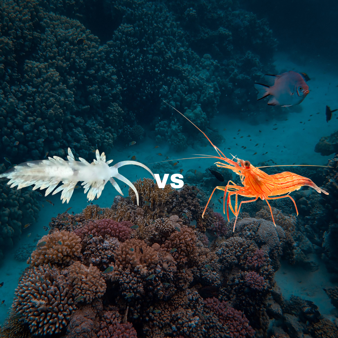 Berghia nudibranch vs Aiptasia eating peppermint shrimp