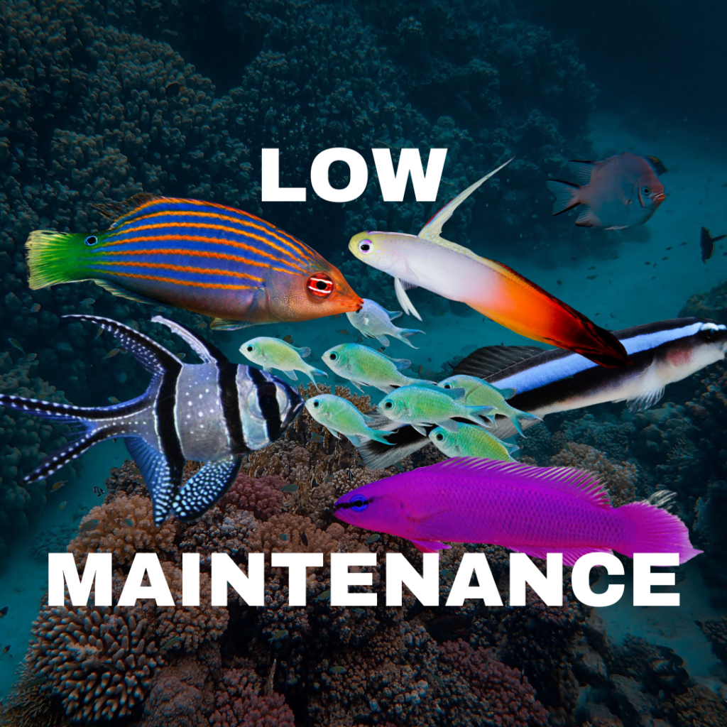 low maintenance fish
