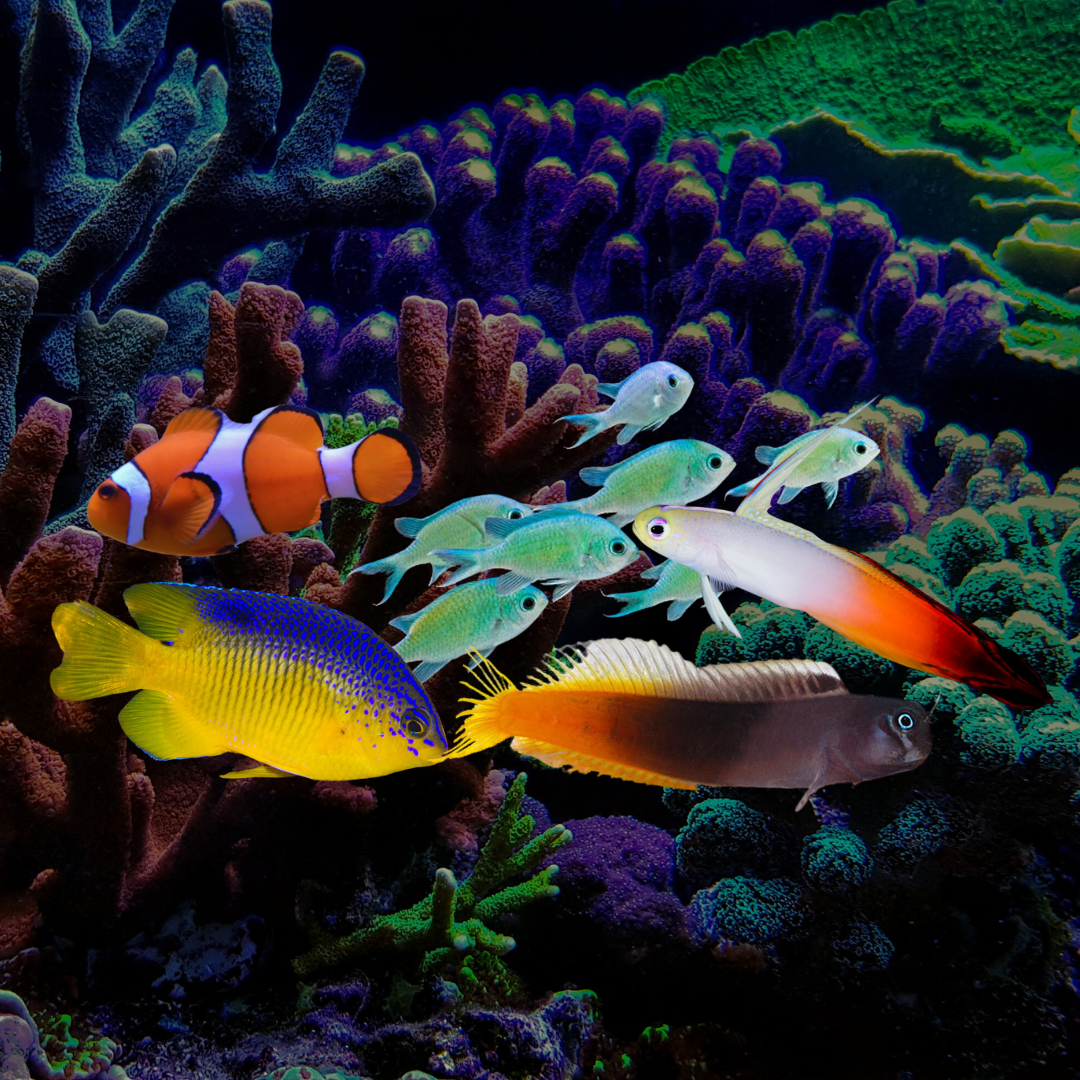 Cheap saltwater fish