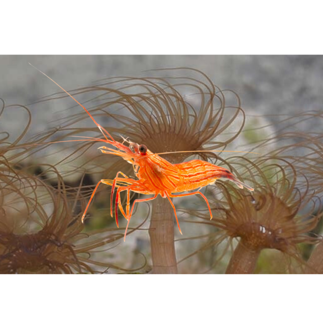 Aiptasia eating peppermint shrimp