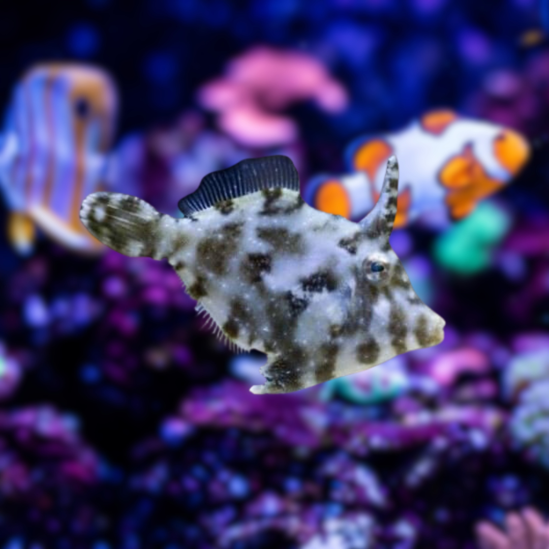 Filefish