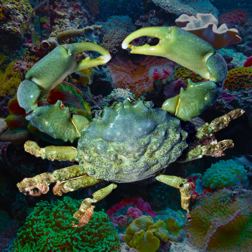 Emerald crabs