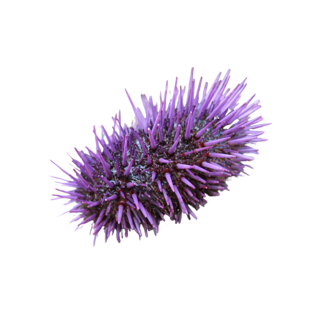 sea urchin for algae removal