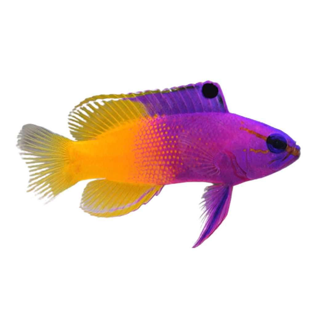 royal gramma nano fish