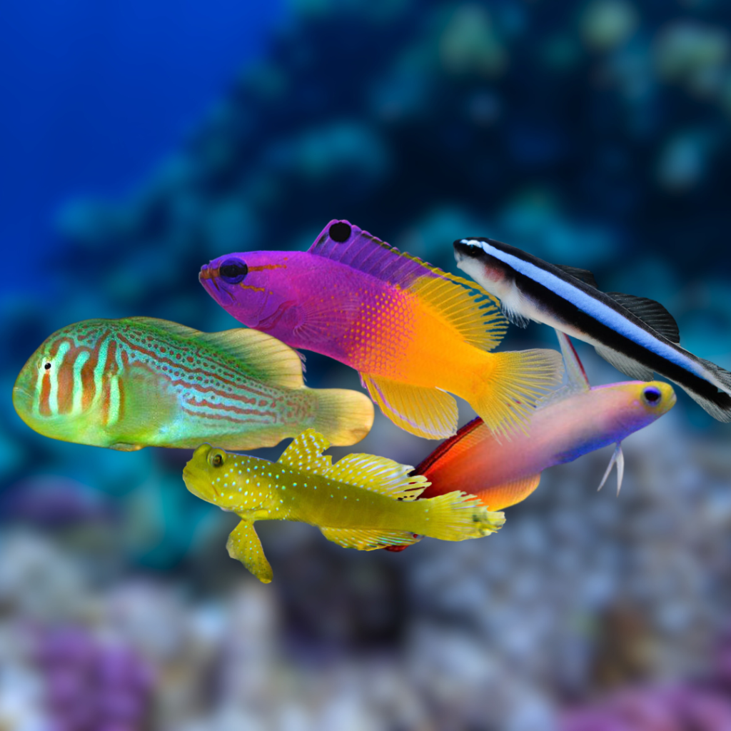best small saltwater fish