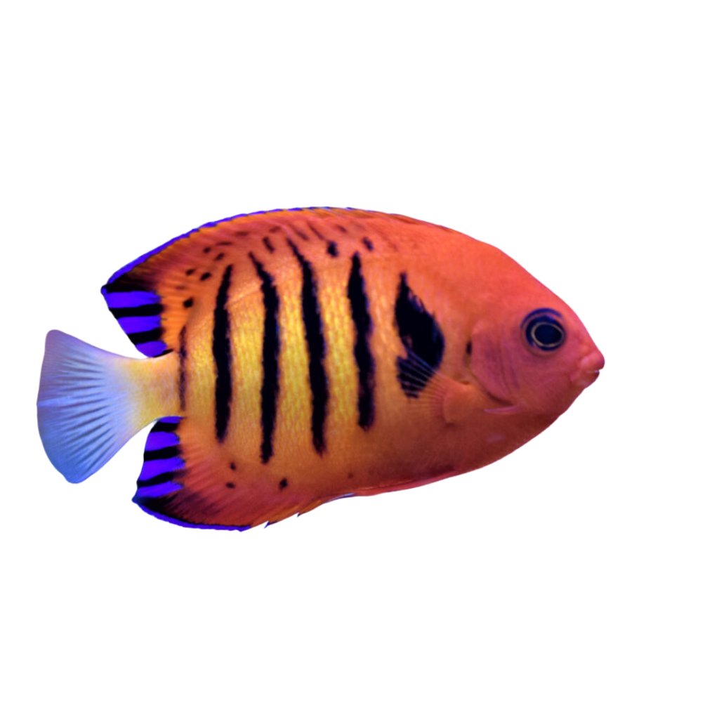 flame angelfish